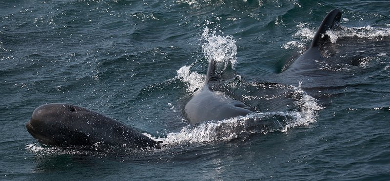 52f20f0e-b9e4-4c9f-a21a-0683b1c763f3