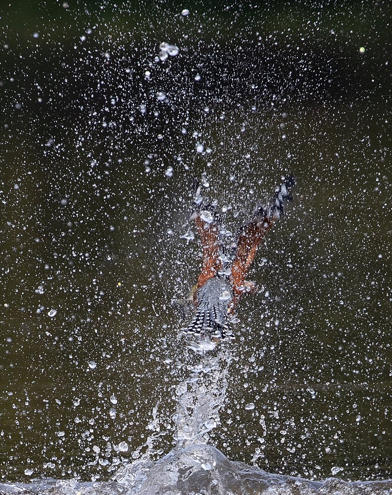 eae2dd81-98df-4018-bd3f-e7ec7dacd436