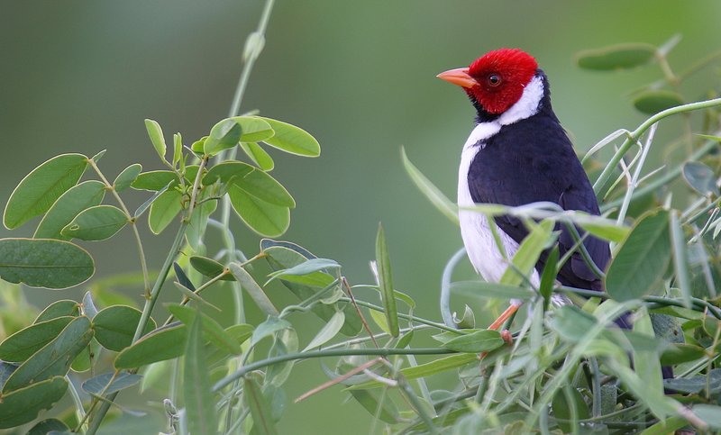 cc54a3b1-8c25-4244-ac6a-18cfc752bb52