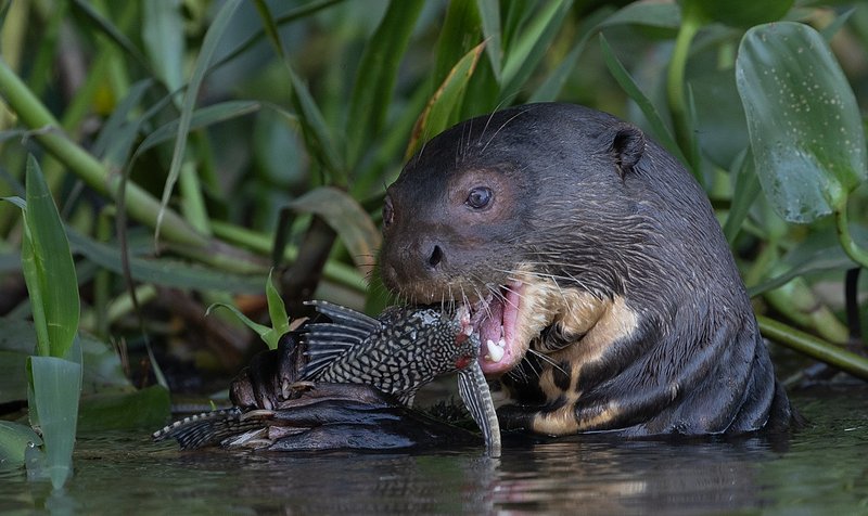 94a55a85-eec3-48c3-acdb-c56f18364571