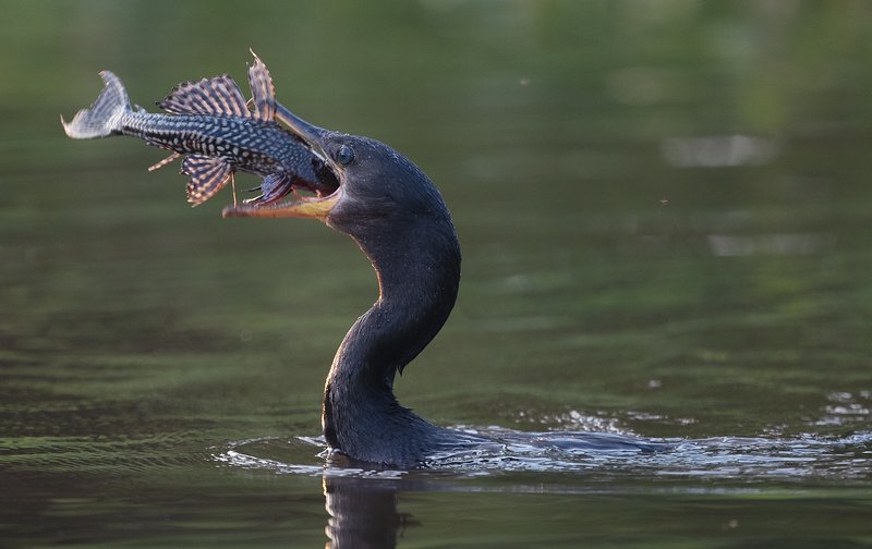 5eed0eaa-ef1a-4cee-bc56-ff3850bb4dc5