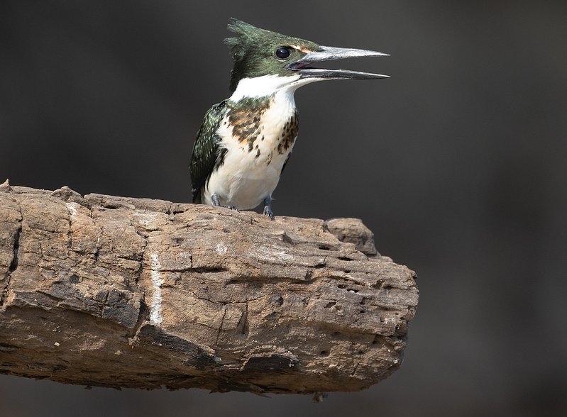 d34f44a0-58cc-4b43-b21e-8c1e218a83ac